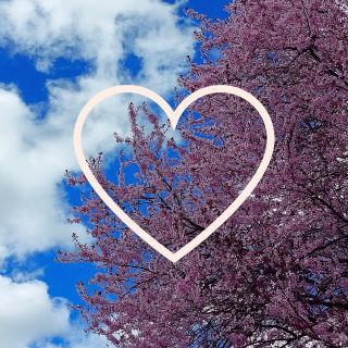 Dnes oslavujeme lásku ❤️ a příchod jara🌷. Všem zamilovaným párům přejeme snadné hledání rozkvetlého stromu.🌸🌳🌸